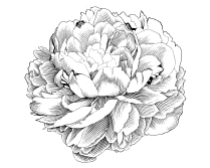 Peony_Engraving_Illustration_by_jrb0280